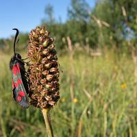 Six Spot Burnet Moth wideangle 